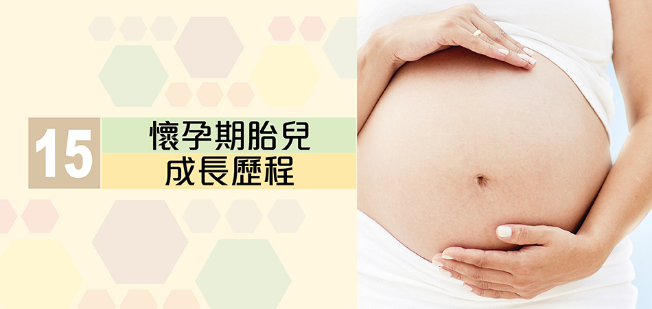 懷孕期胎兒成長歷程